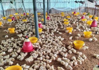 Poultry Farm