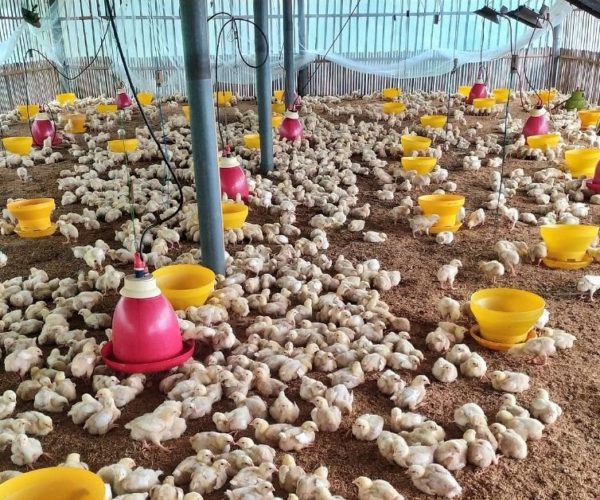 Poultry Farm