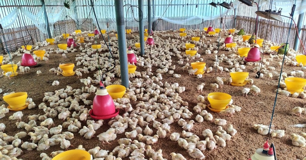 Poultry Farm