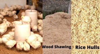 Best Litter management to Reduce Ammonia From Poultry.