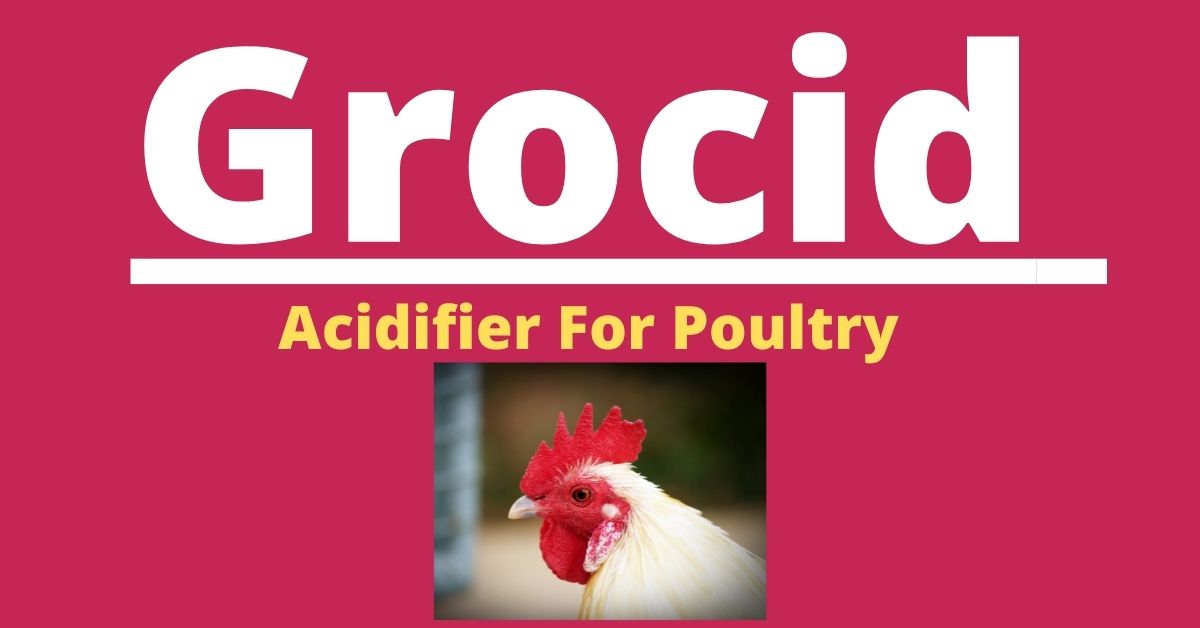Acidifier for poultry
