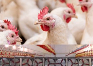 Air management in poultry