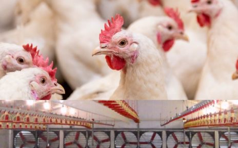 Air management in poultry