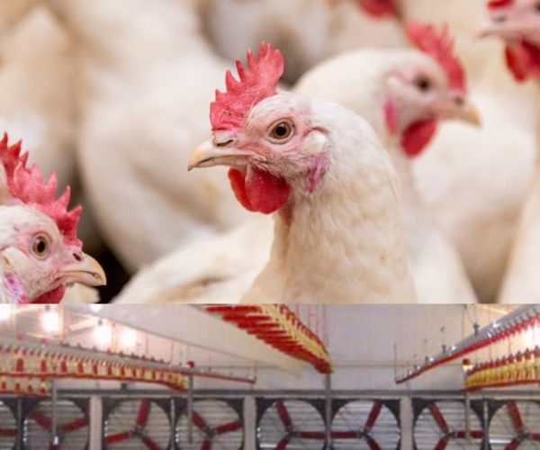 Air management in poultry