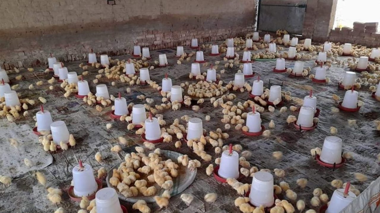 Broiler Management Tips in Winter. - Poultry India TV