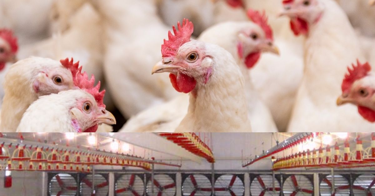 Air management in poultry