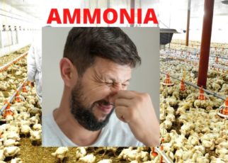 Ammonia Treatment in Poultry