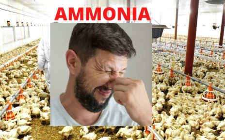 Ammonia Treatment in Poultry