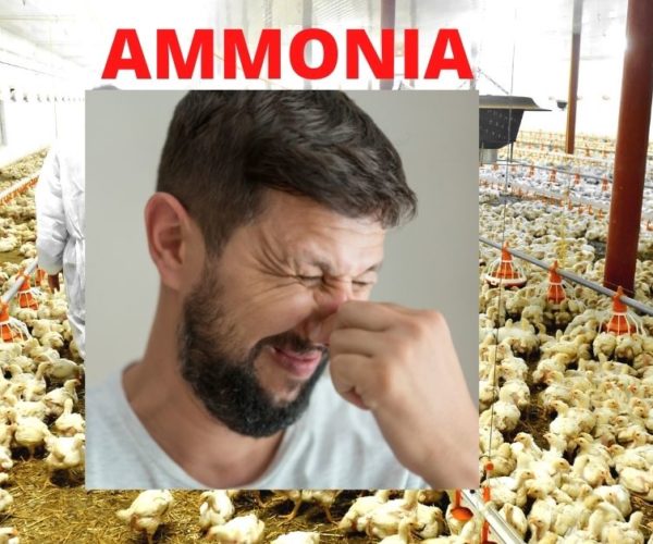 Ammonia Treatment in Poultry