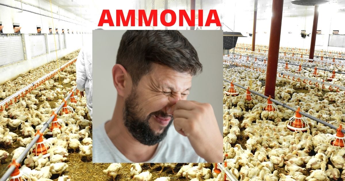 Ammonia Treatment in Poultry