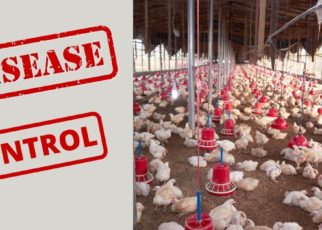 disease control tips in Poultry