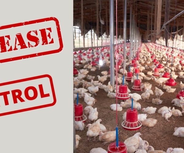 disease control tips in Poultry