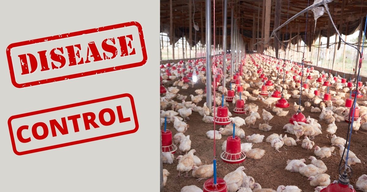 disease control tips in Poultry