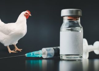 Vaccination for poultry