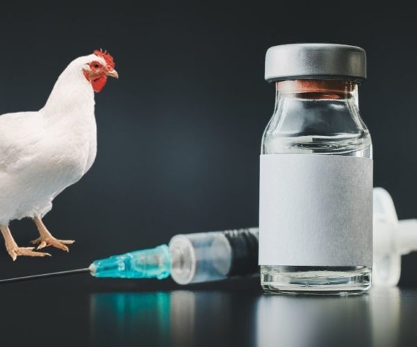 Vaccination for poultry