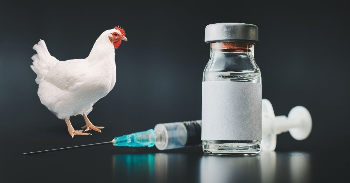 Vaccination for poultry