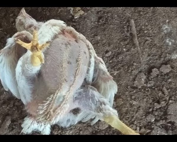 Heart attack in poultry