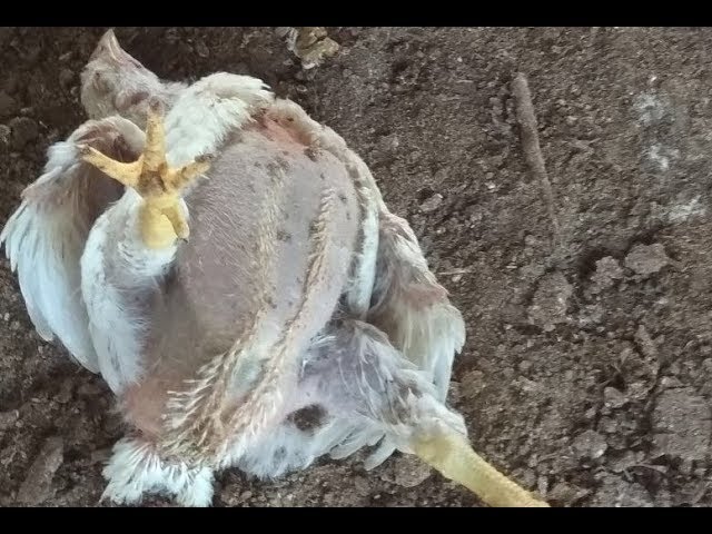 Heart attack in poultry