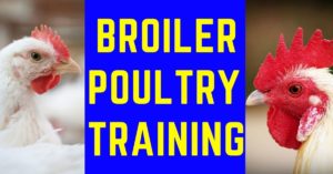 Broiler Poultry training.