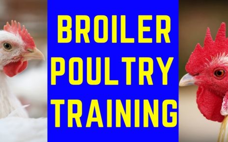 Broiler Poultry training.