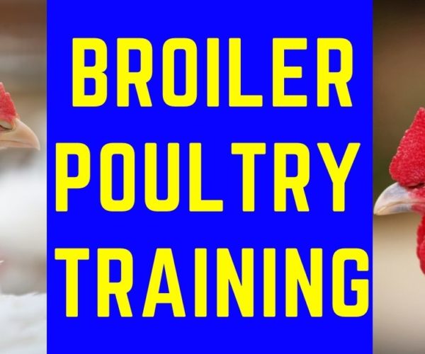 Broiler Poultry training.